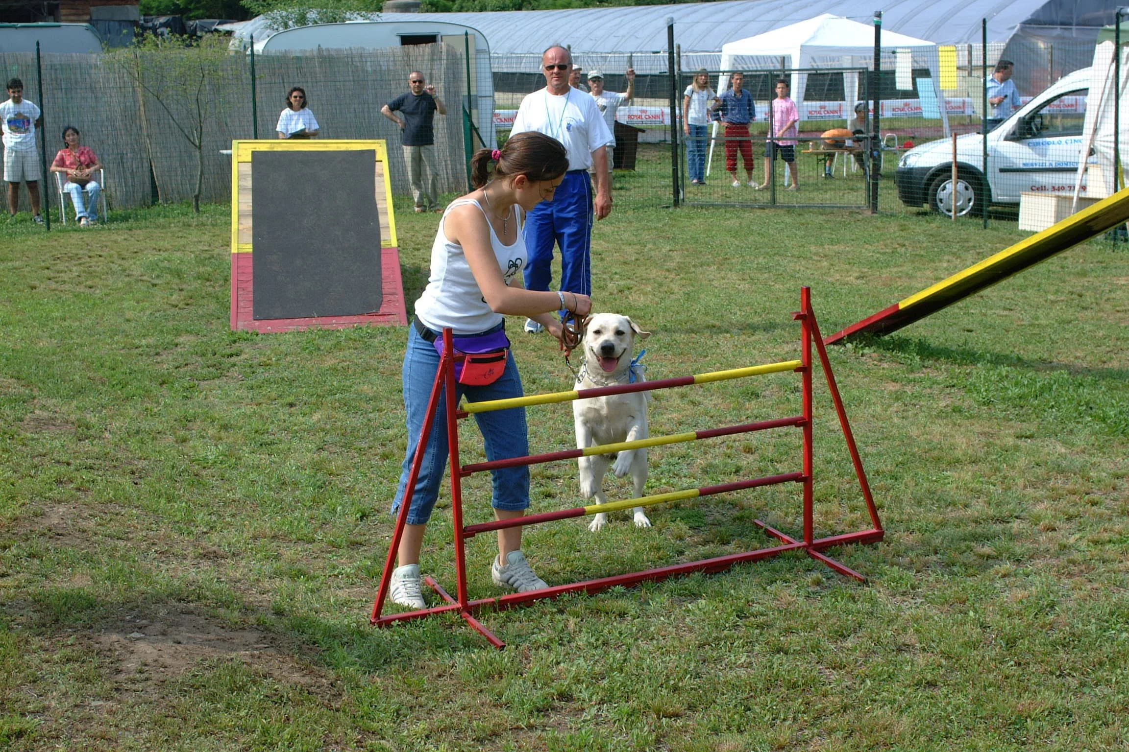 DogKing Gallery 7