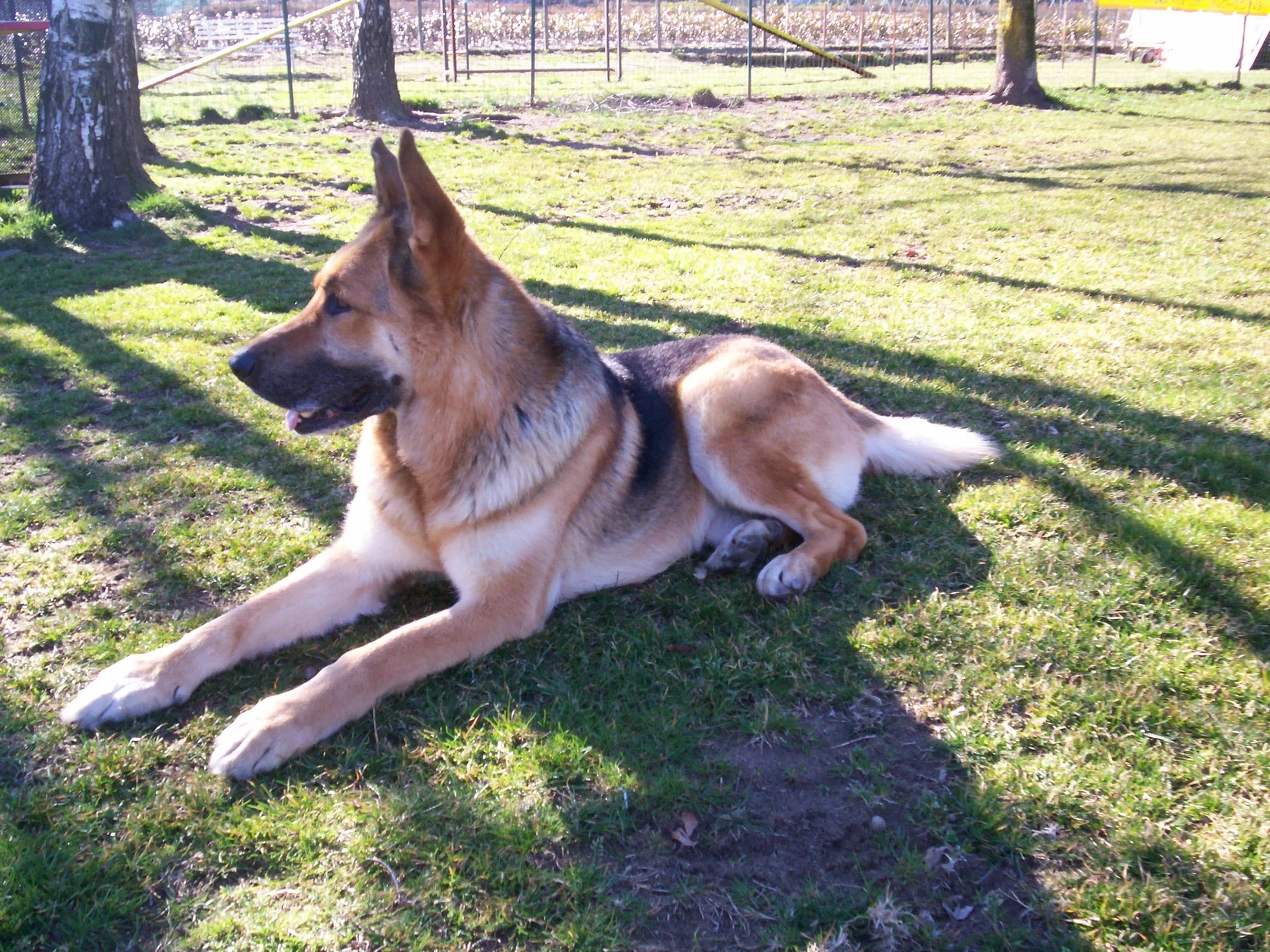 Cane da Guardia & Difesa